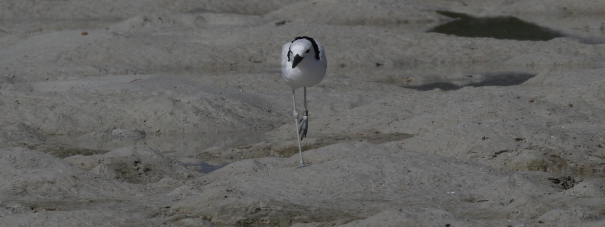 Reiherläufer - ML652856917