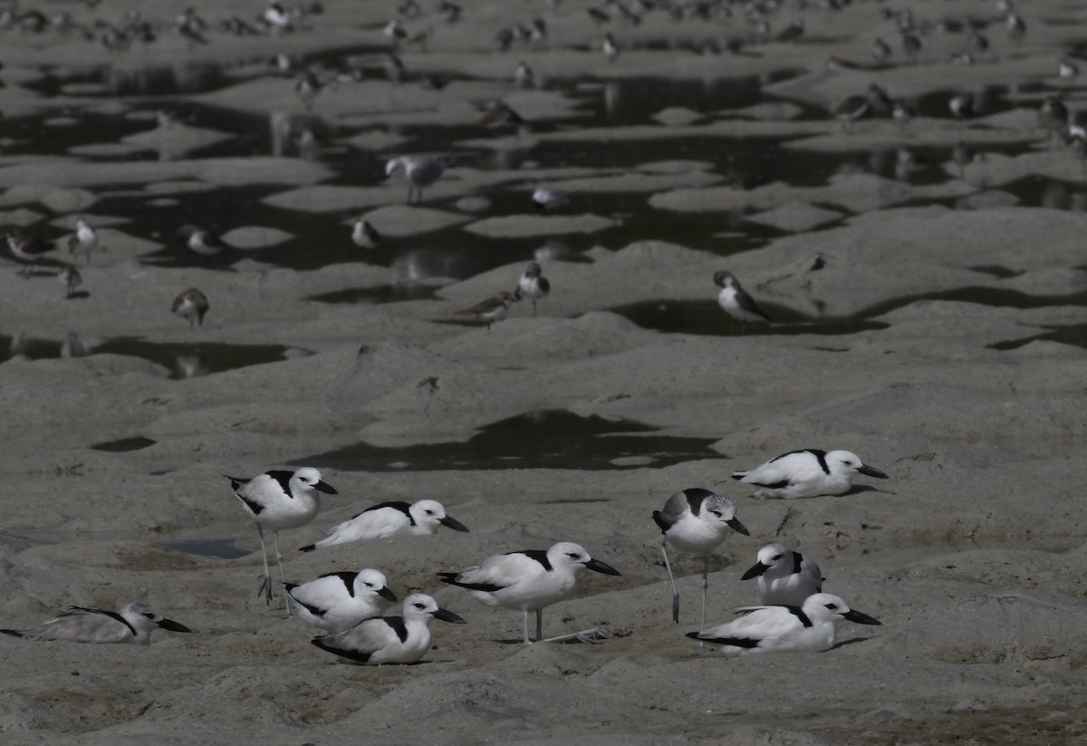 Reiherläufer - ML652856939