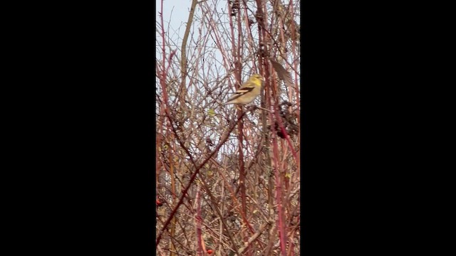 čížek žlutý - ML652857560