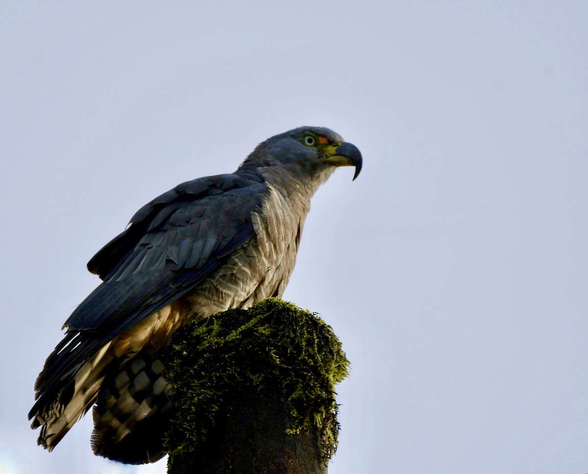 Langschnabelweih - ML652857733