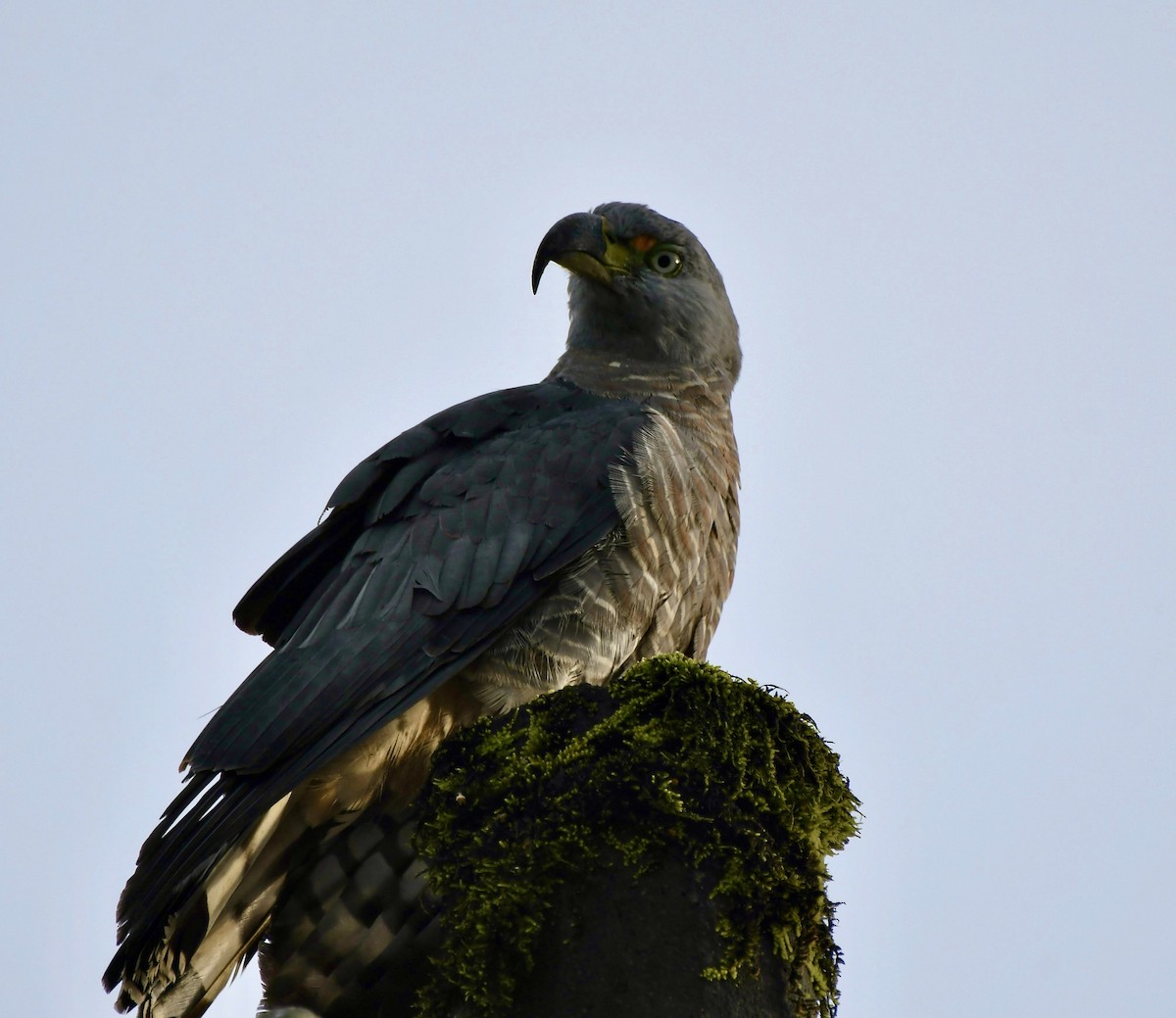 Langschnabelweih - ML652857734