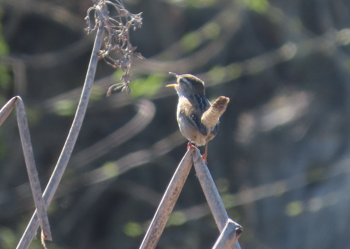 Bataklık Çıtkuşu - ML652858872