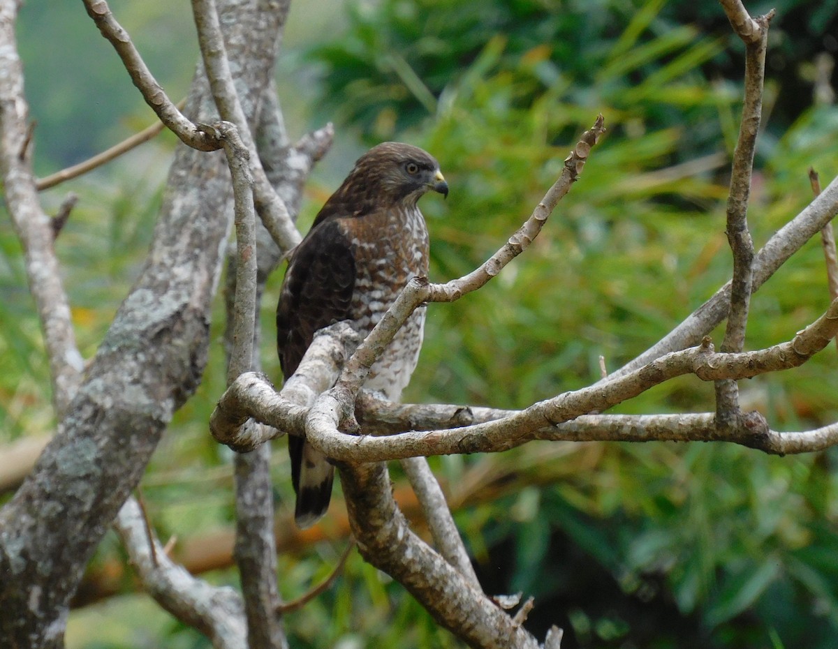 Broad-winged Hawk - ML652858921