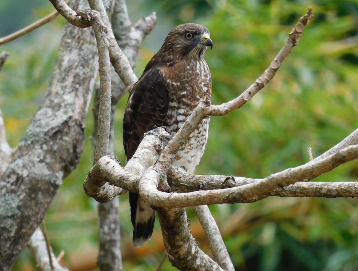 Broad-winged Hawk - ML652858922