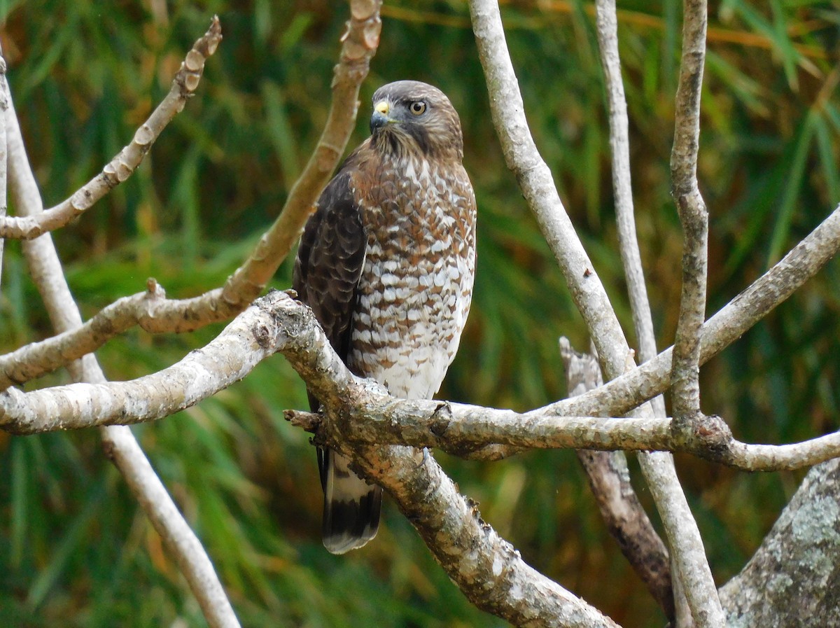 Broad-winged Hawk - ML652858923