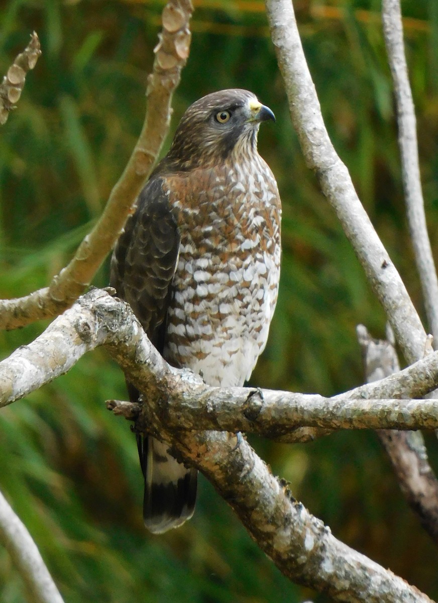 Broad-winged Hawk - ML652858950