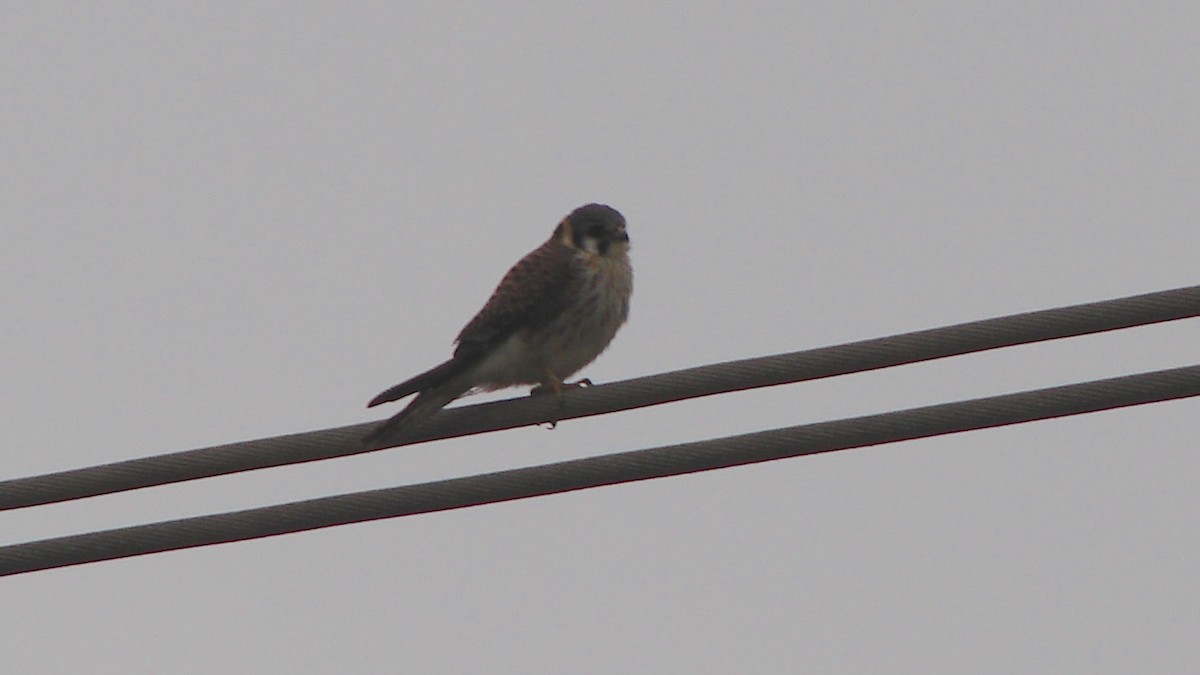 American Kestrel - Deva Migrador