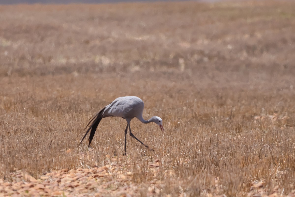 Grue de paradis - ML652860602