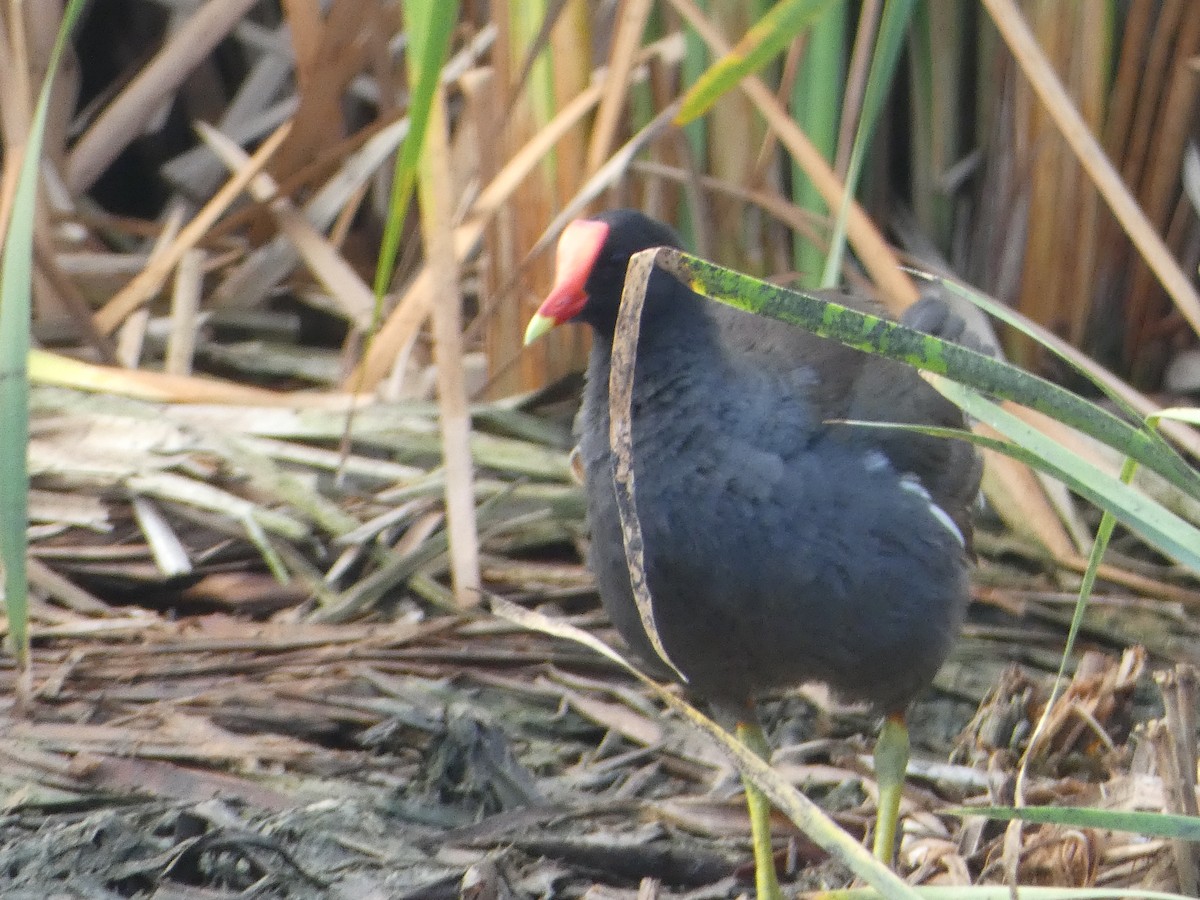Common Gallinule - ML652861021