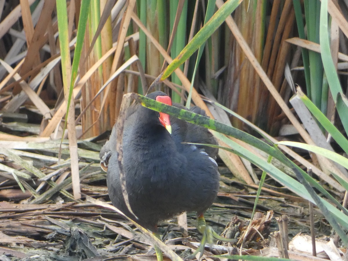 Common Gallinule - ML652861022