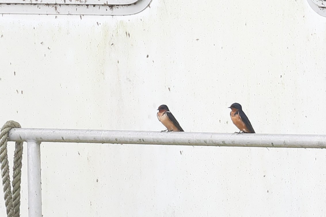 vlaštovka obecná - ML652861267