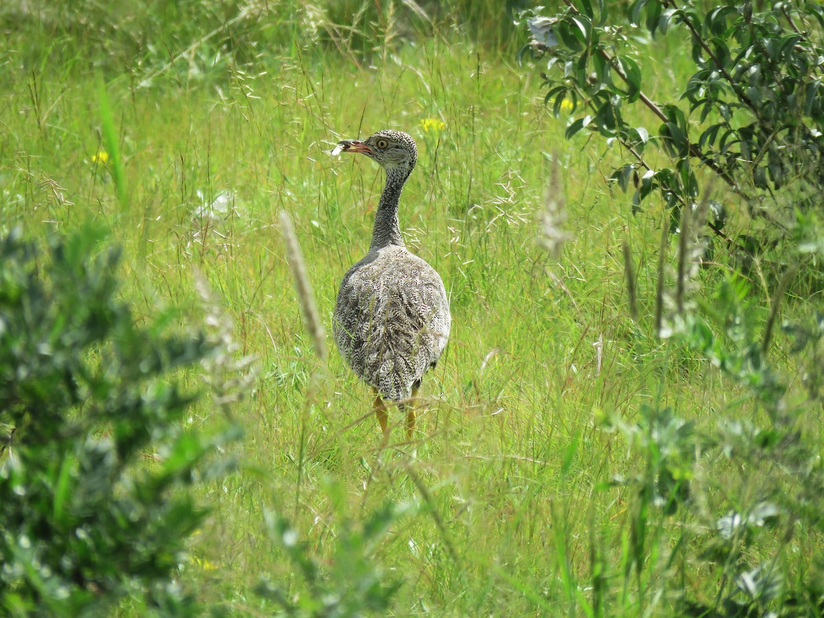 Белокрылый корхан - ML652861734
