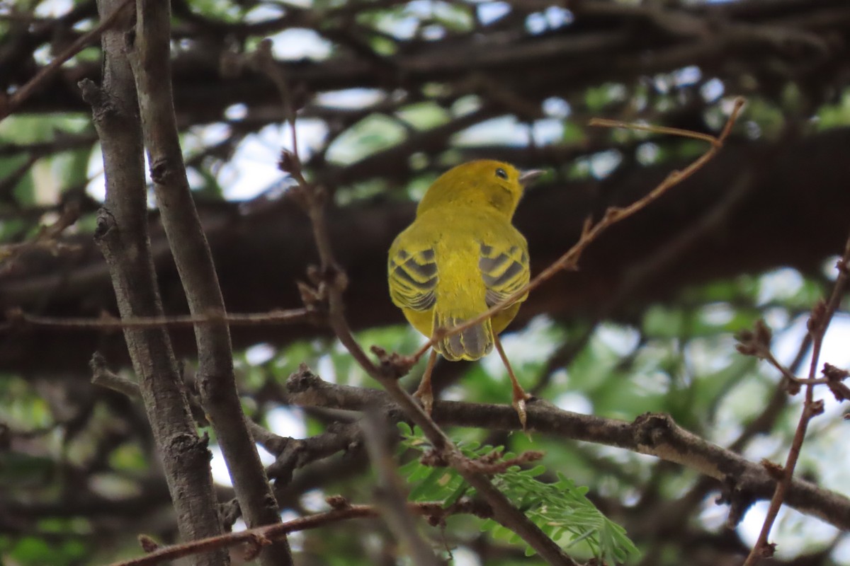 Northern/Mangrove Yellow Warbler - ML652861824