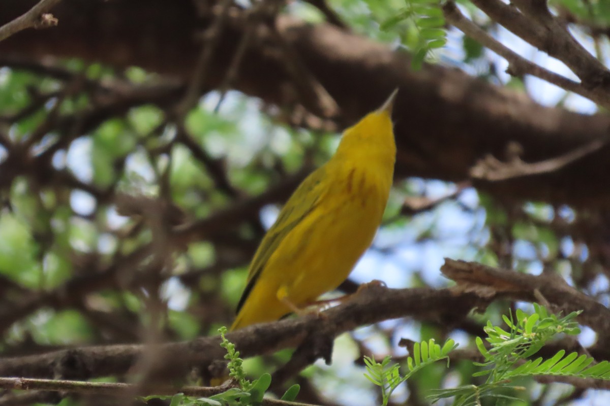 Northern/Mangrove Yellow Warbler - ML652861871