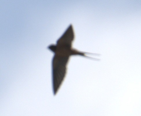 vlaštovka obecná - ML652862127