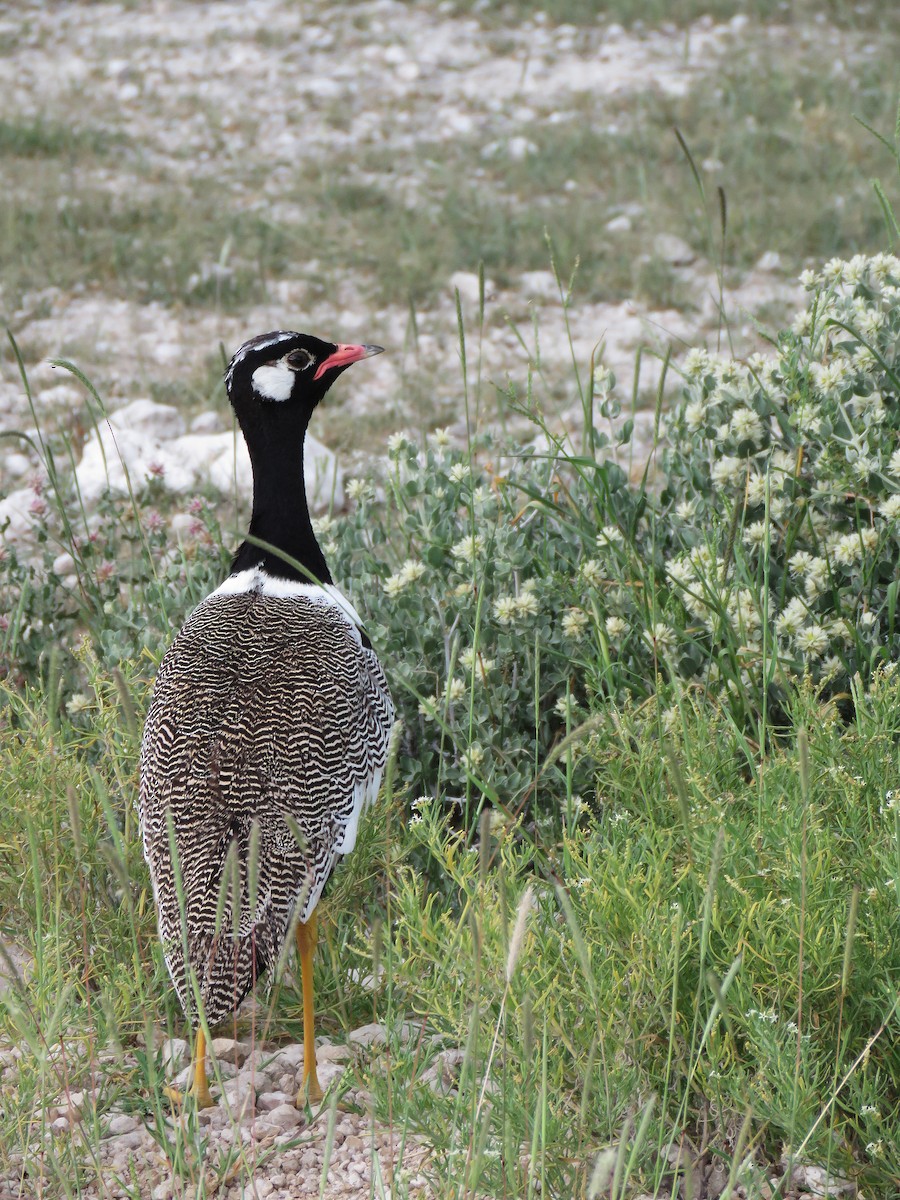 Белокрылый корхан - ML652862399