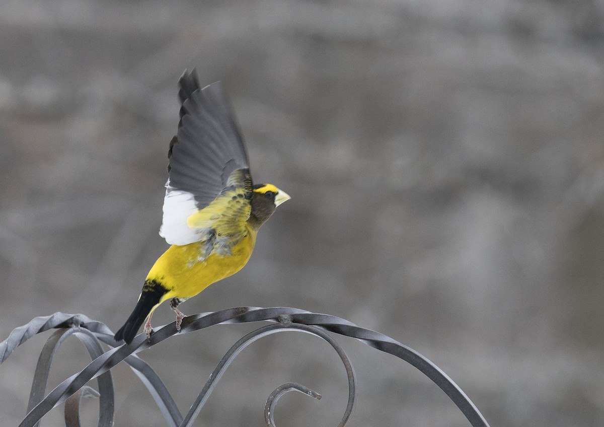 Evening Grosbeak - ML652862439