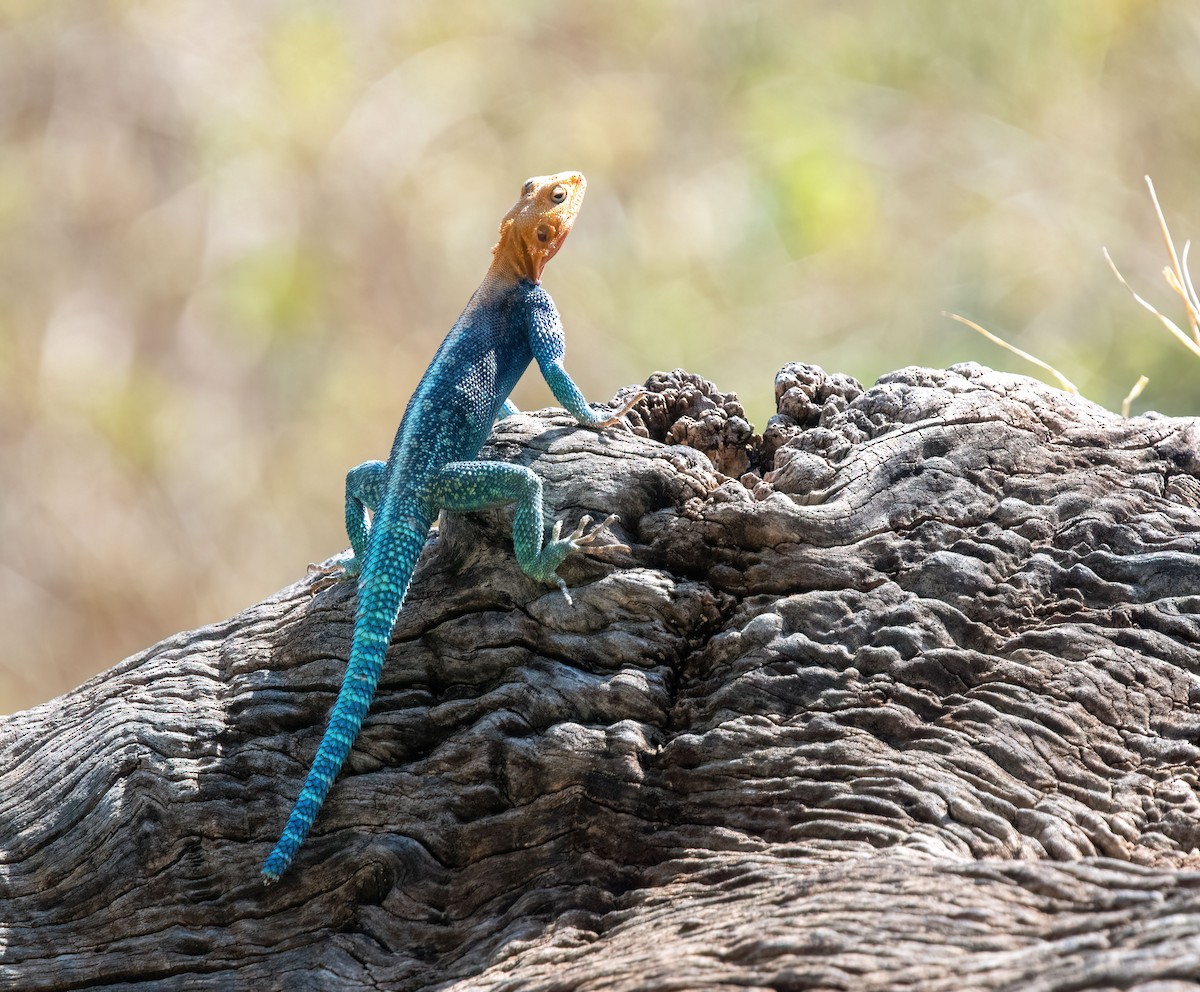 Rettili - ML652862587