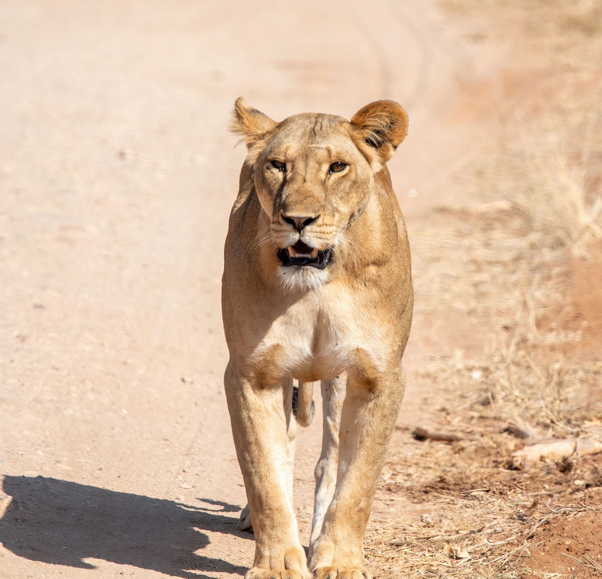 Mammiferi - ML652862848