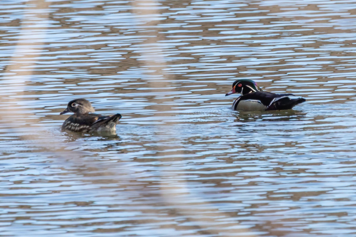 brudeand - ML652863612