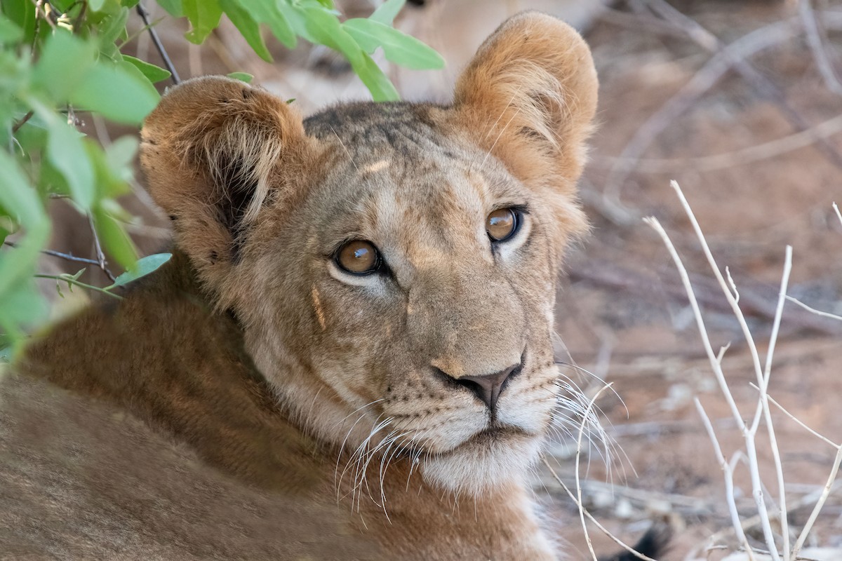 Mammiferi - ML652863646