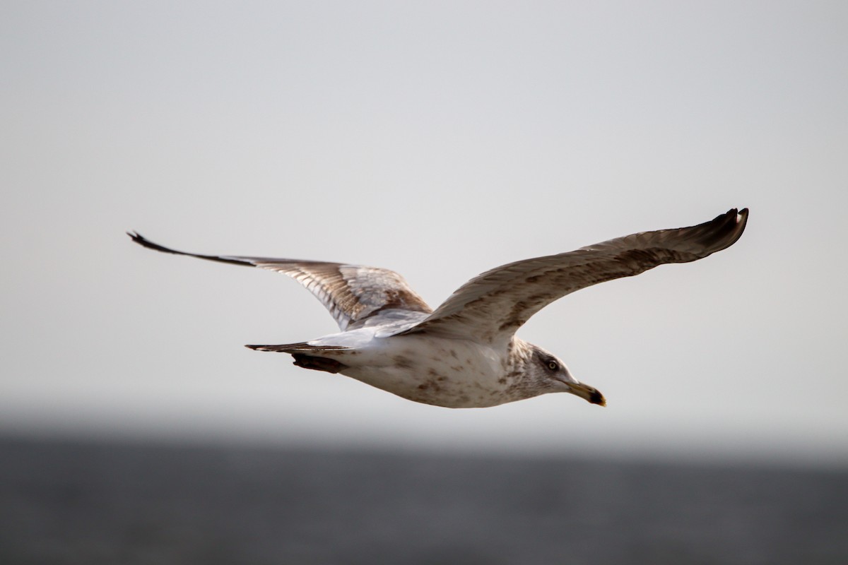 tanımsız Larinae sp. - ML652863766