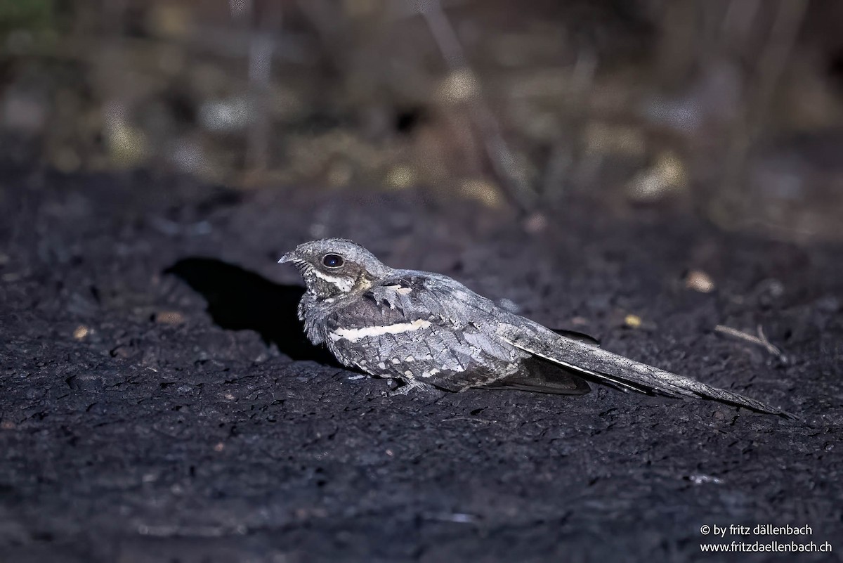 Long-tailed Nightjar - ML652863769