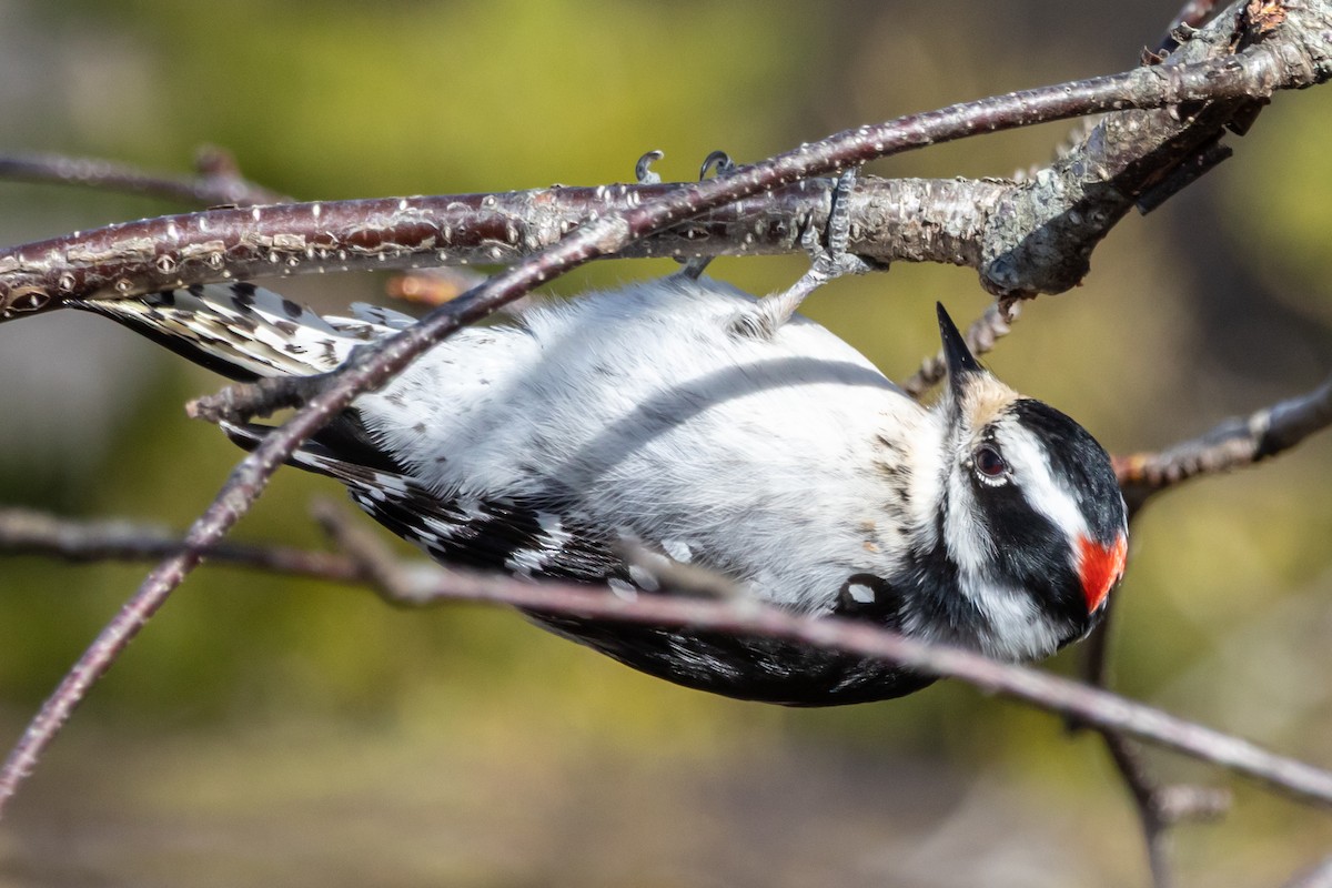 dunspett - ML652863992