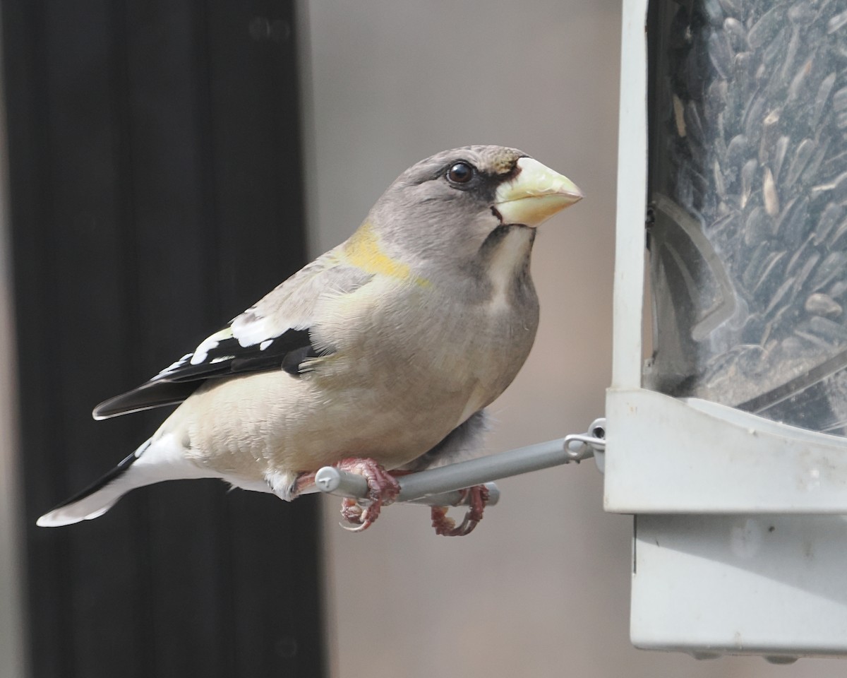 Evening Grosbeak - ML652864046