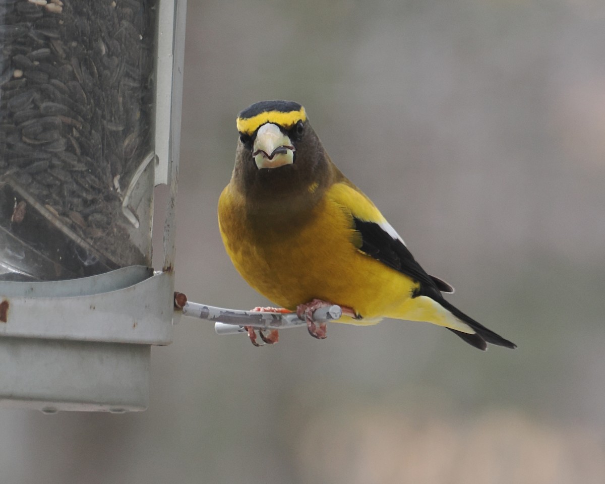 Evening Grosbeak - ML652864047