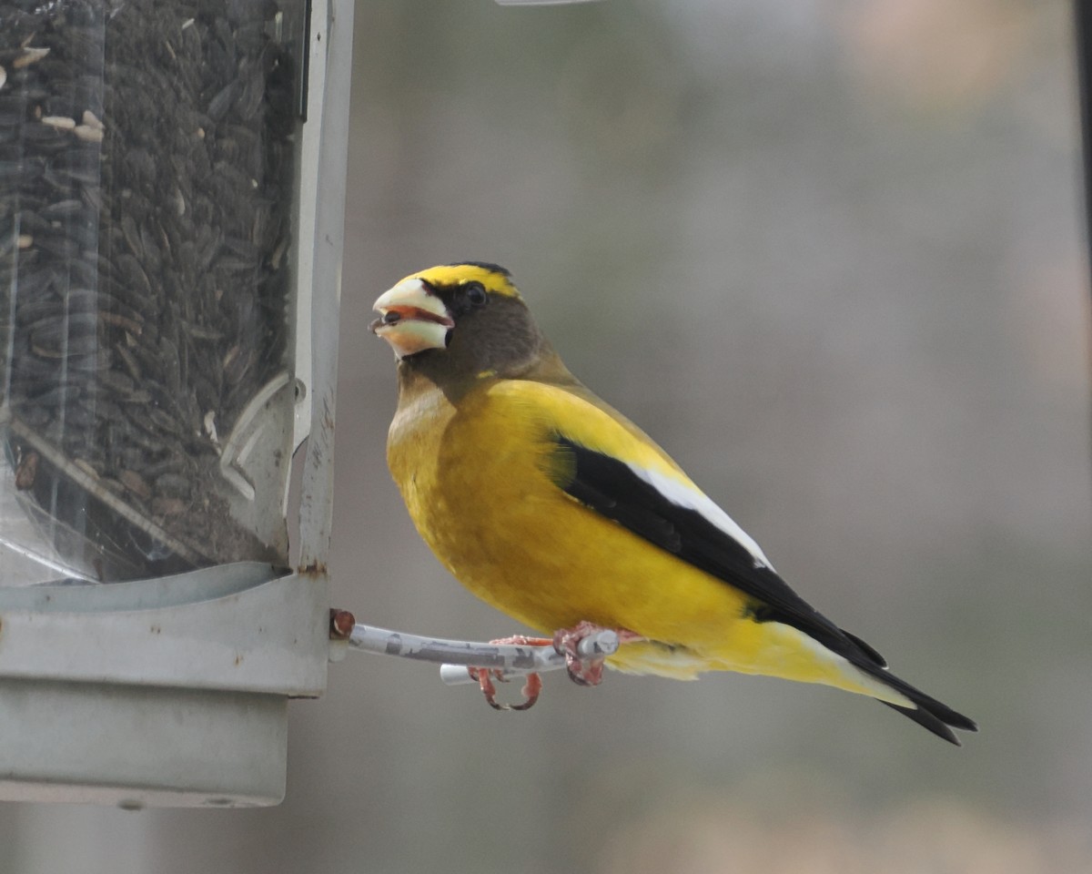 Evening Grosbeak - ML652864048