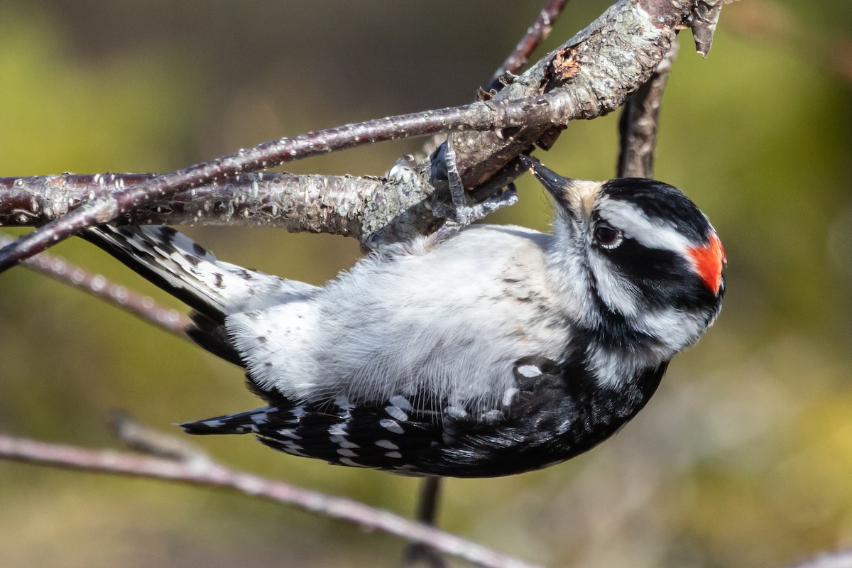 dunspett - ML652864147