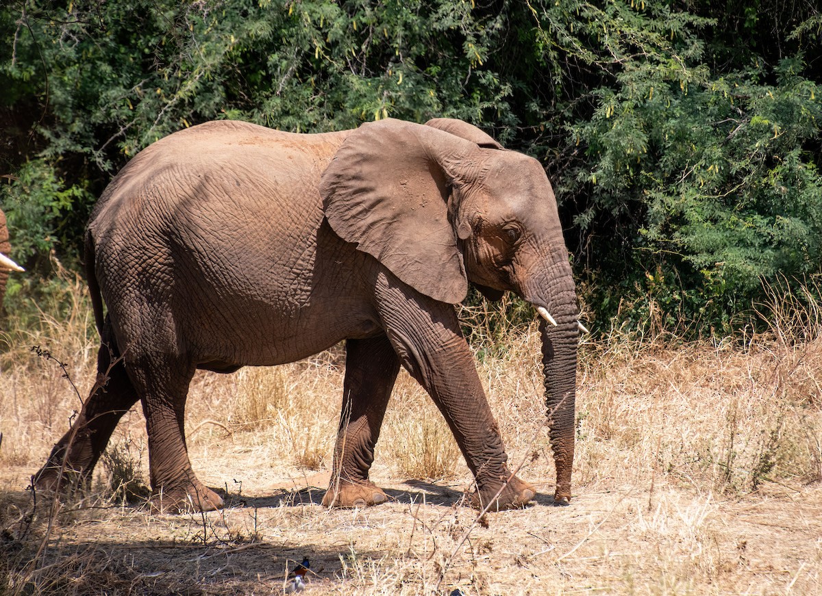 Mammiferi - ML652864166