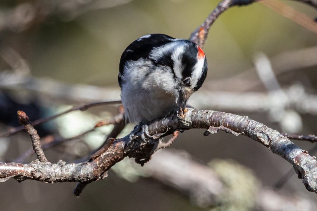 dunspett - ML652864233