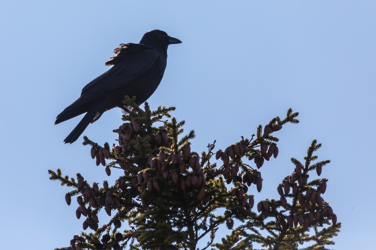 amerikakråke - ML652864471