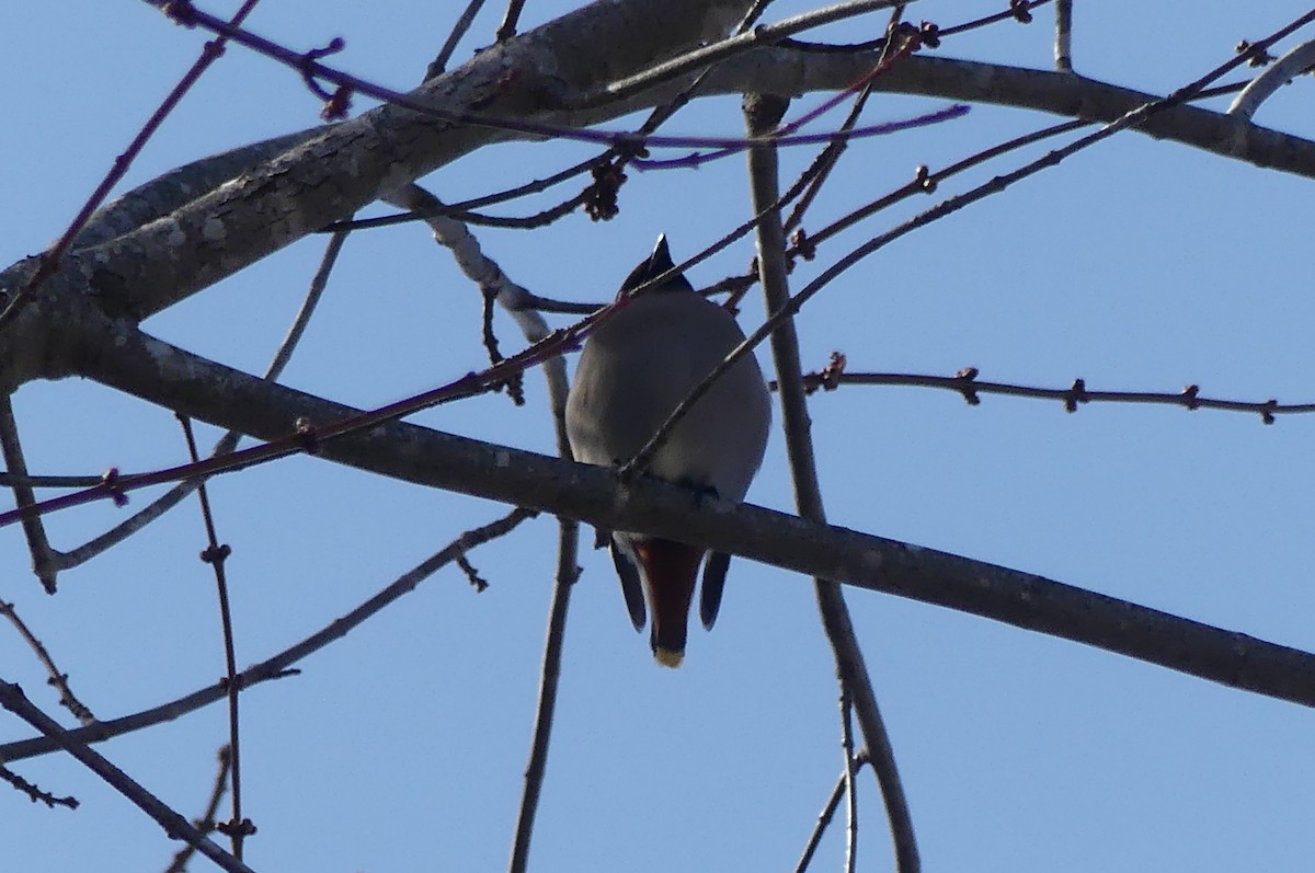 sidensvans - ML652864504