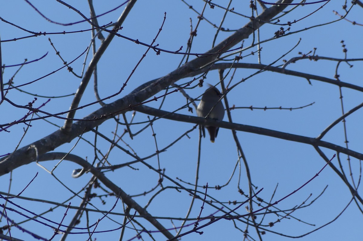 sidensvans - ML652864505