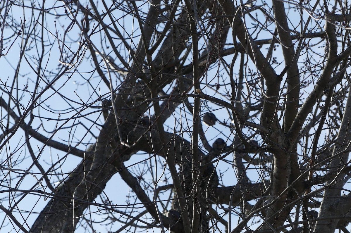 sidensvans - ML652864507