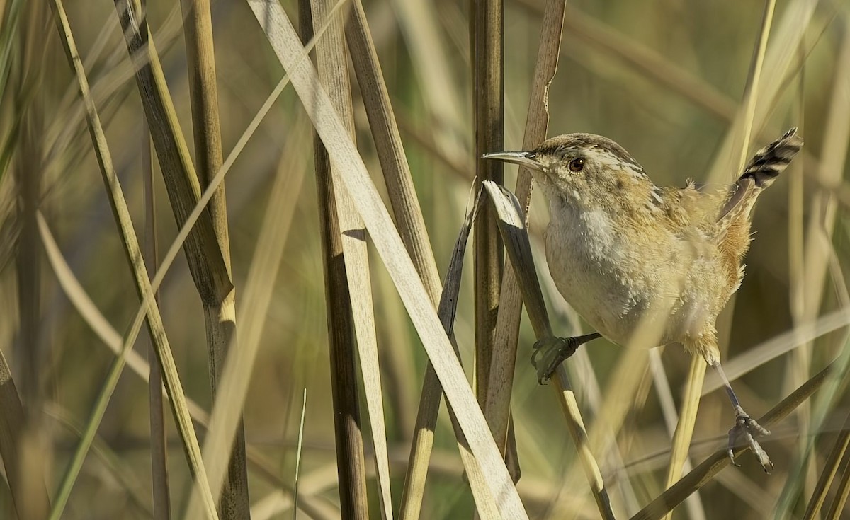 Bataklık Çıtkuşu - ML652864714