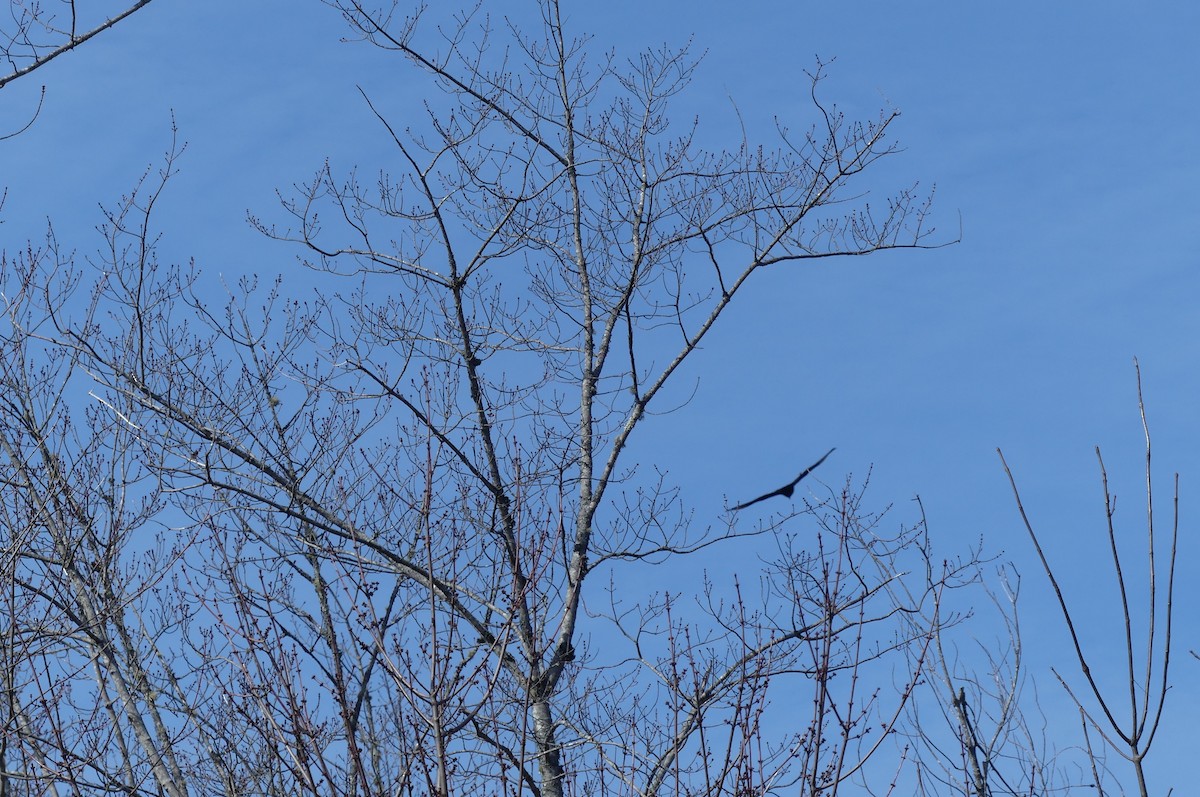 kalkunkondor - ML652864715