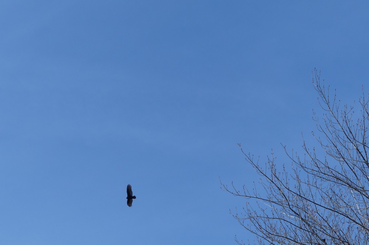 kalkunkondor - ML652864716