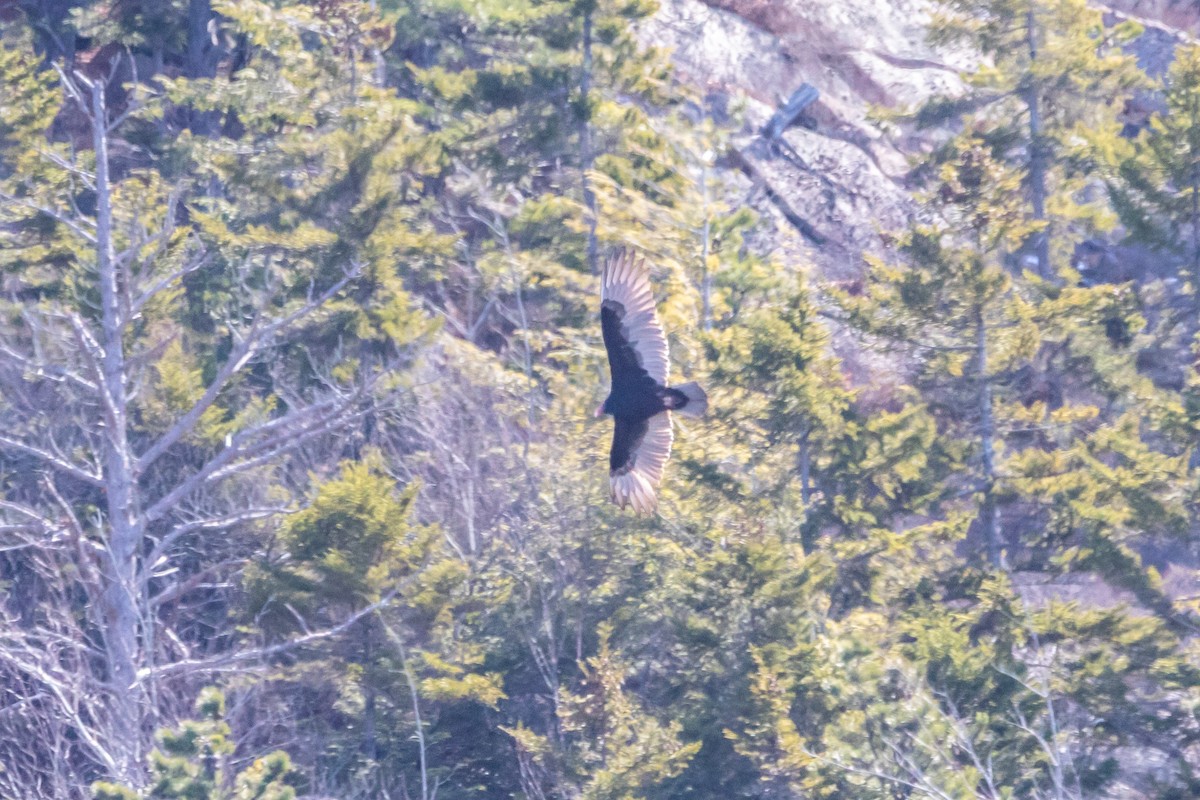 kalkunkondor - ML652864751