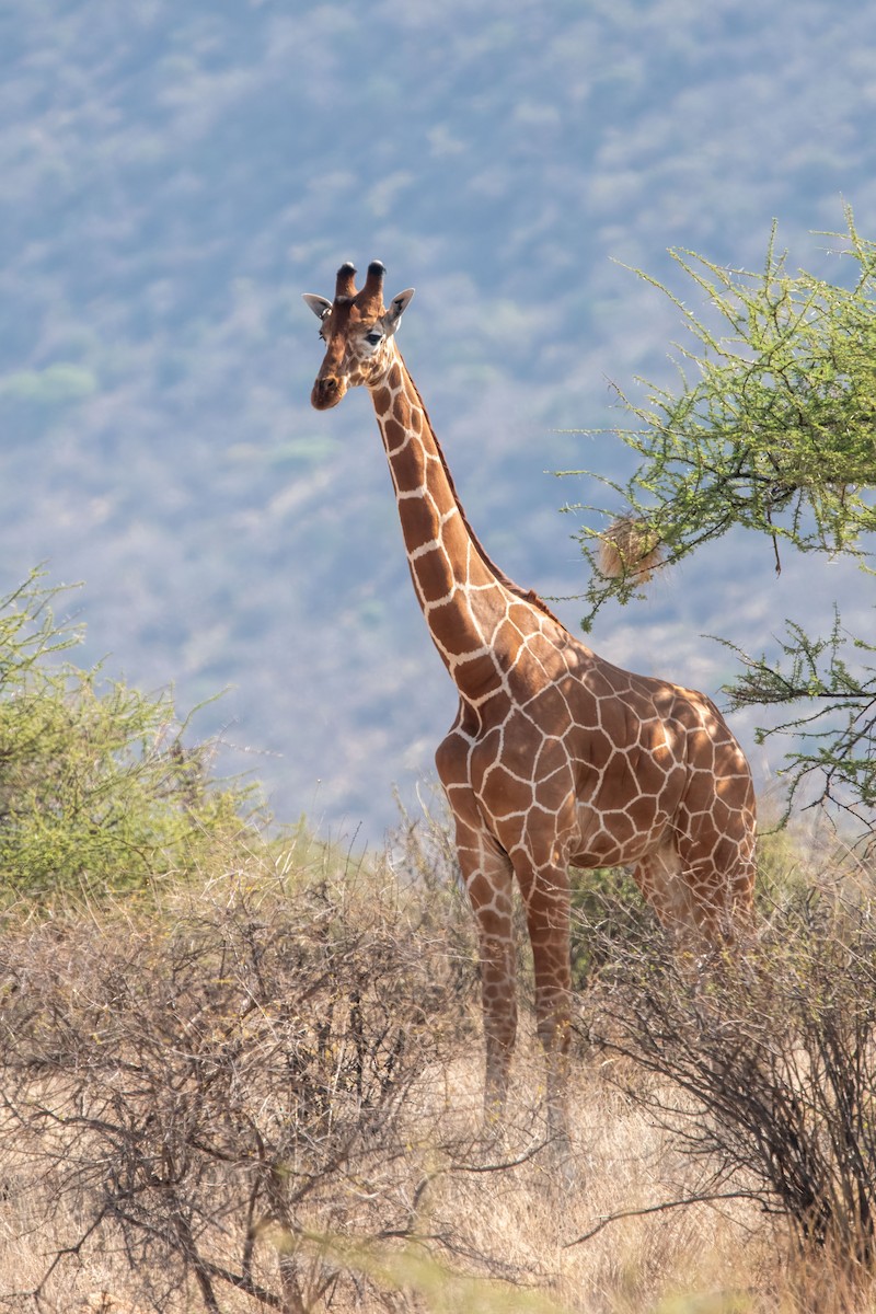 Mammiferi - ML652864860