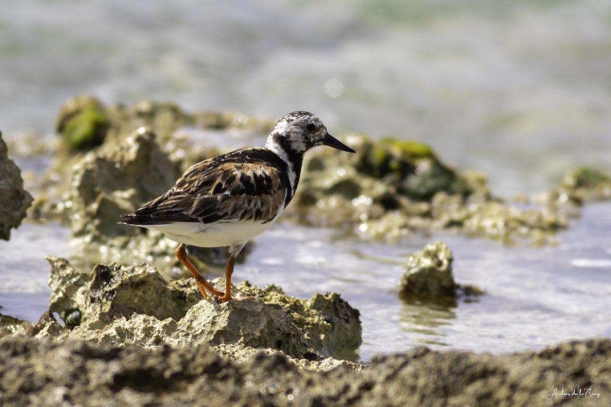 Ruddy Turnstone - ML652864883