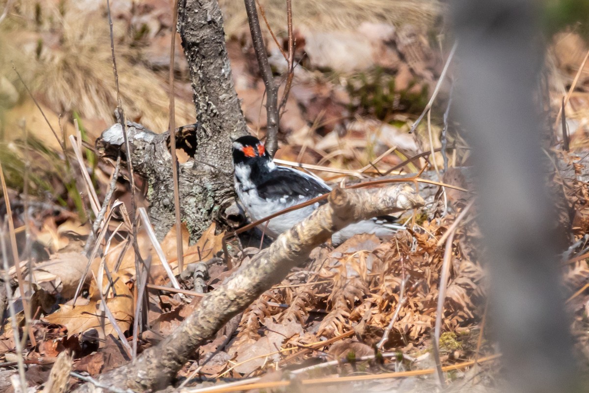 hårspett - ML652864891