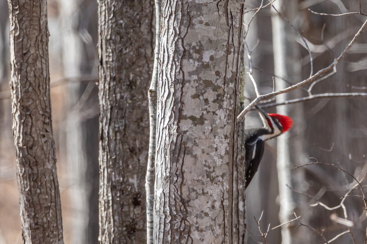 hvitbrynsvartspett - ML652865027