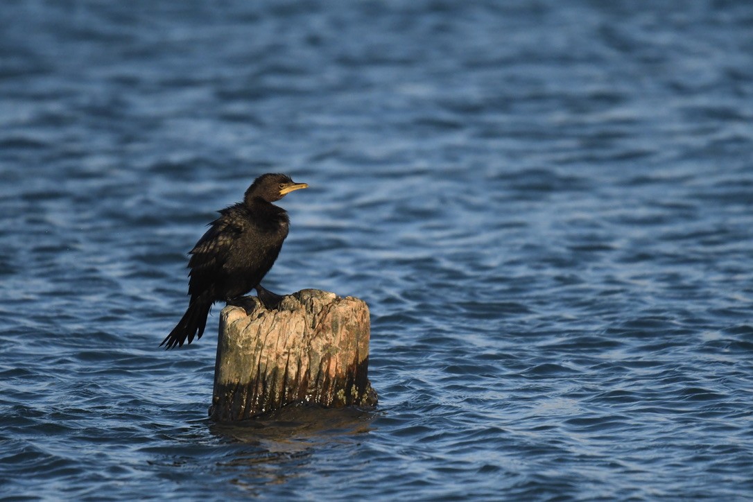 Little Pied Cormorant - ML652865041