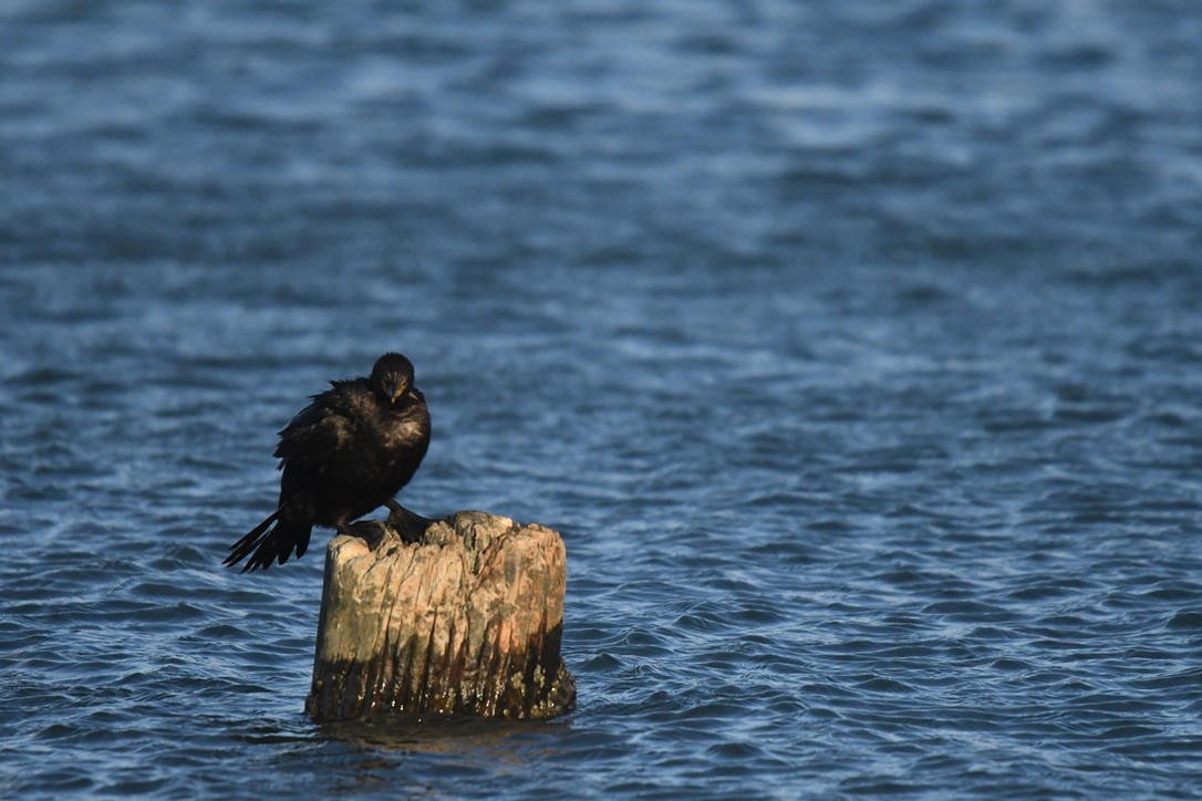 Little Pied Cormorant - ML652865050