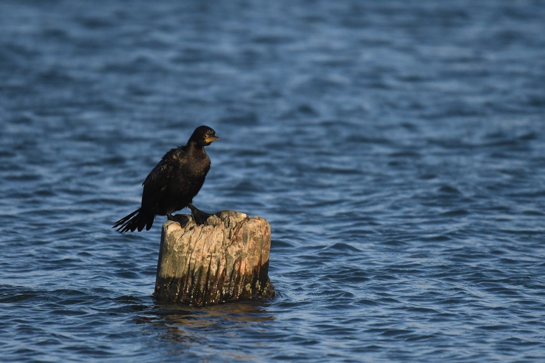 Little Pied Cormorant - ML652865087