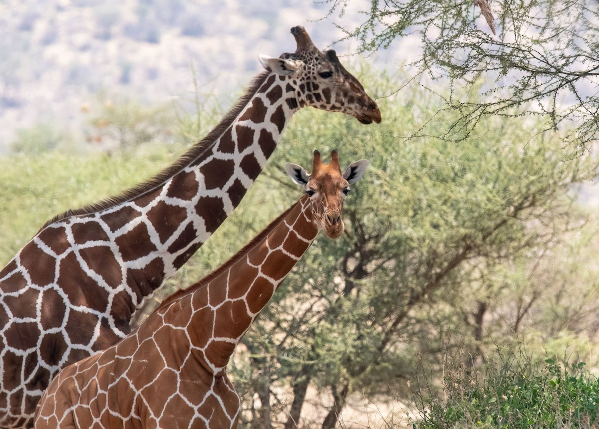 Mammiferi - ML652865110